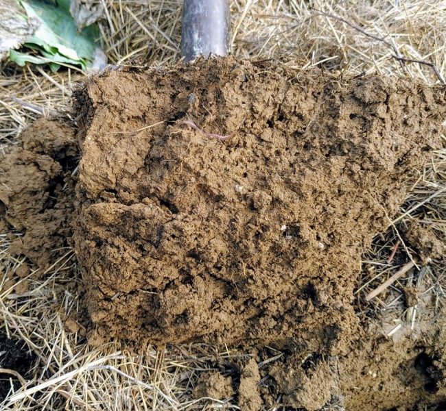 Mulch_Bodenstruktur_Heckenberger