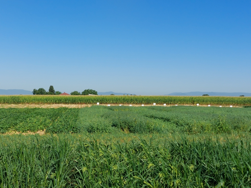 Versuchsfeld_FoK_20220719_1_VerenaPreuner